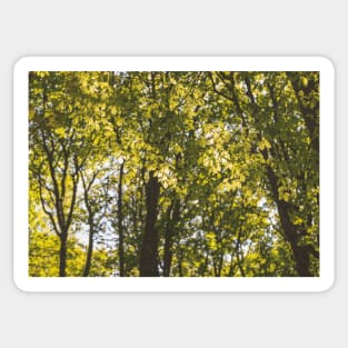 Summer foliage Sticker